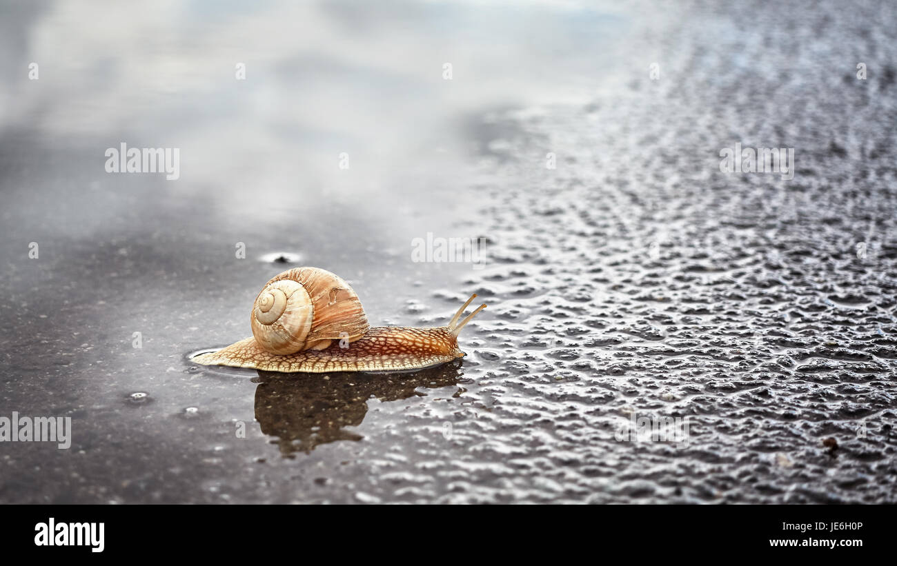 Schnecke überquert nasse Straße nach dem Regen, geringe Schärfentiefe. Stockfoto