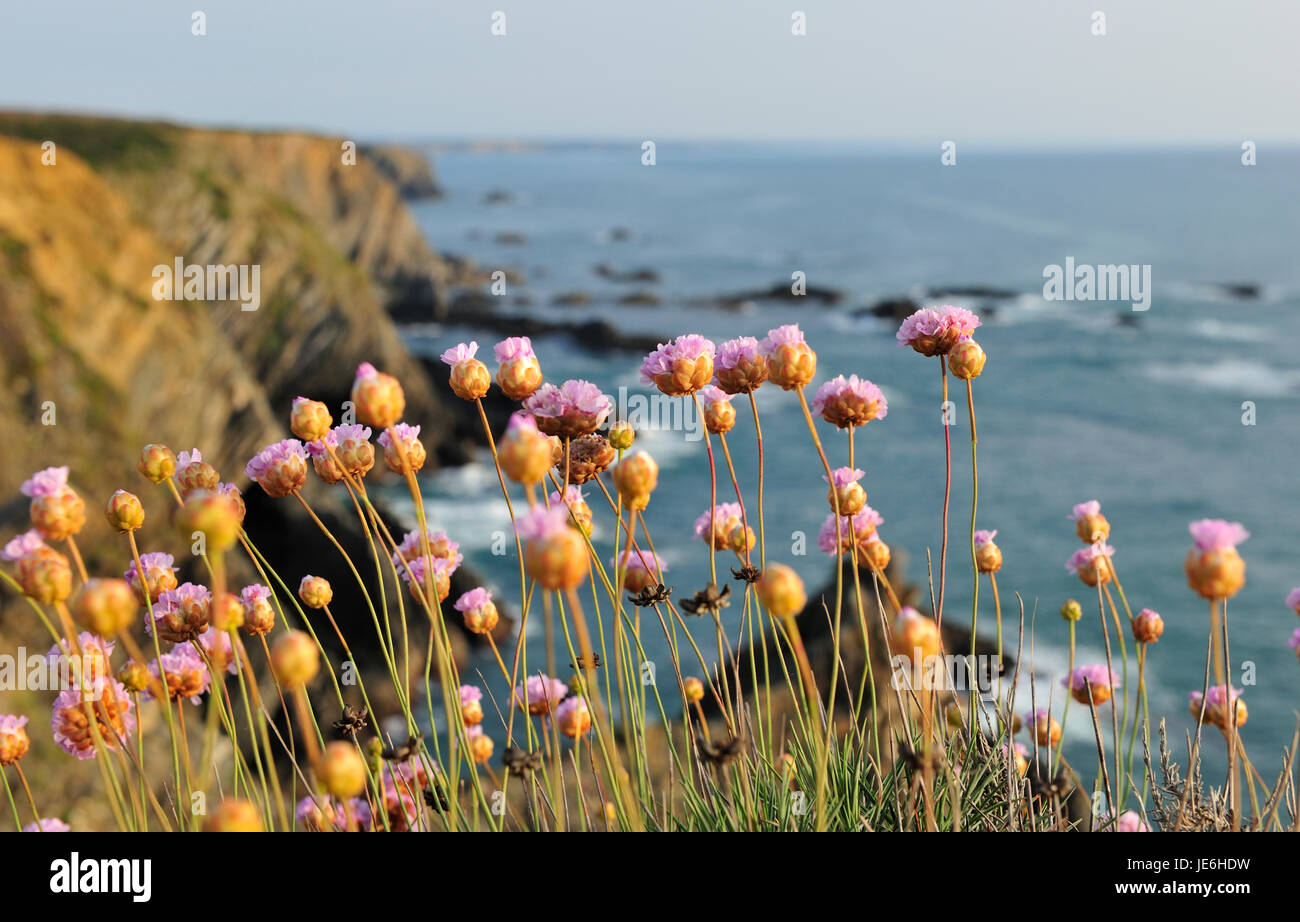 Armeria Pungens Blüte. Sardao Kap, Sudoeste Alentejano und Naturpark Costa Vicentina, die wildesten Atlantikküste in Europa. Portugal Stockfoto