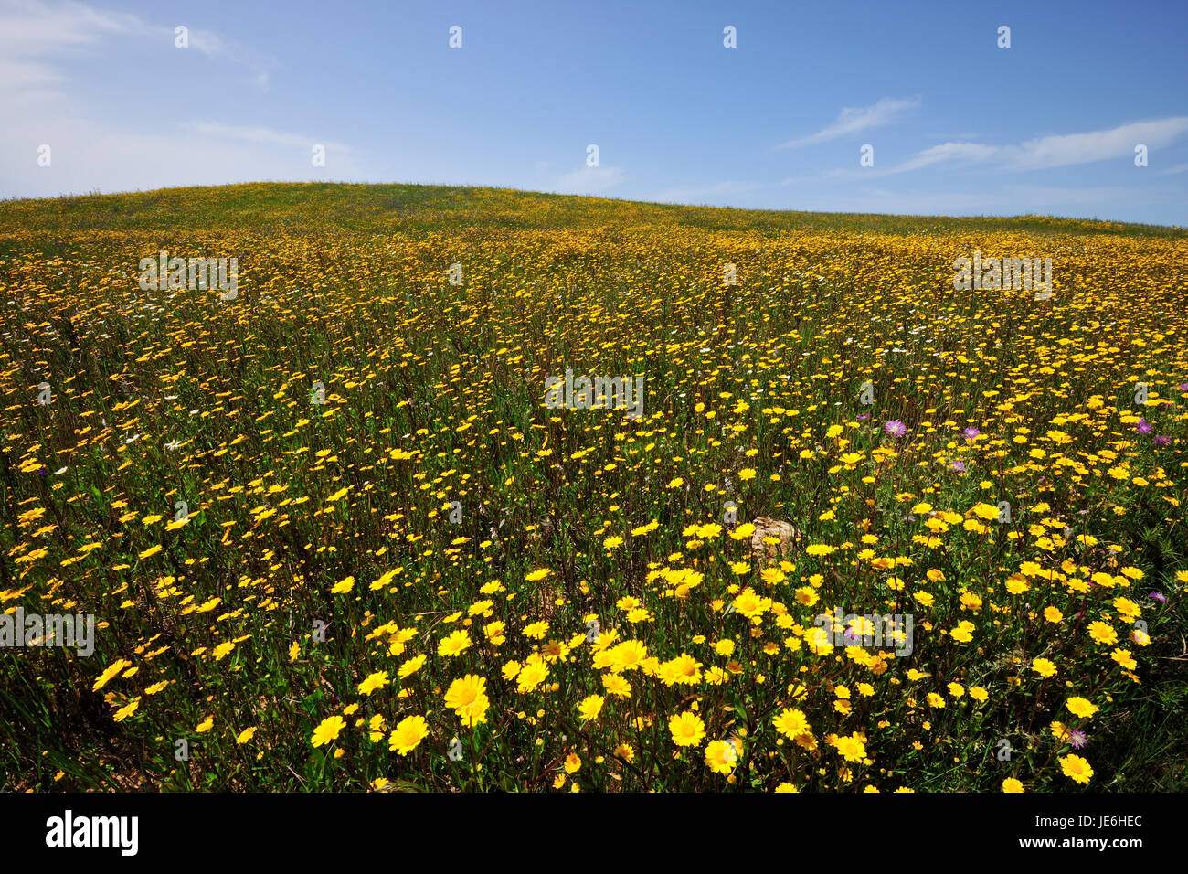 Frühling in der Sudoeste Alentejano und Naturpark Costa Vicentina. Algarve, Portugal Stockfoto