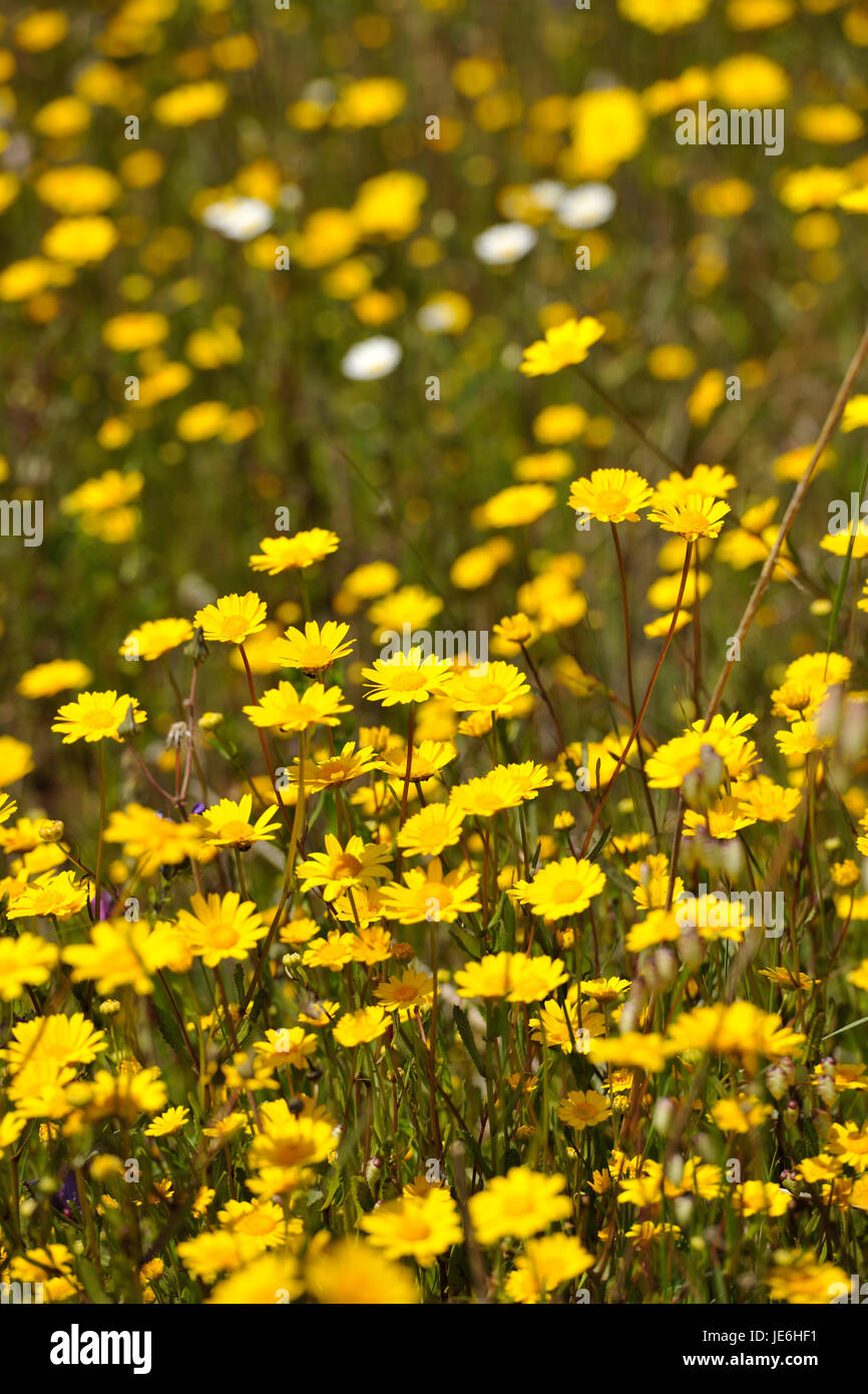 Frühling in der Sudoeste Alentejano und Naturpark Costa Vicentina. Algarve, Portugal Stockfoto