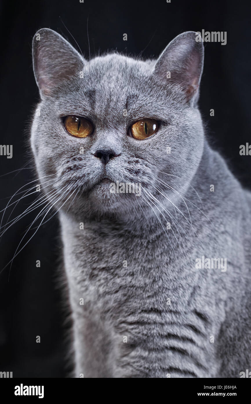 Porträt einer graue Britisch Kurzhaar Katze auf einem schwarzen Hintergrund closeup Stockfoto