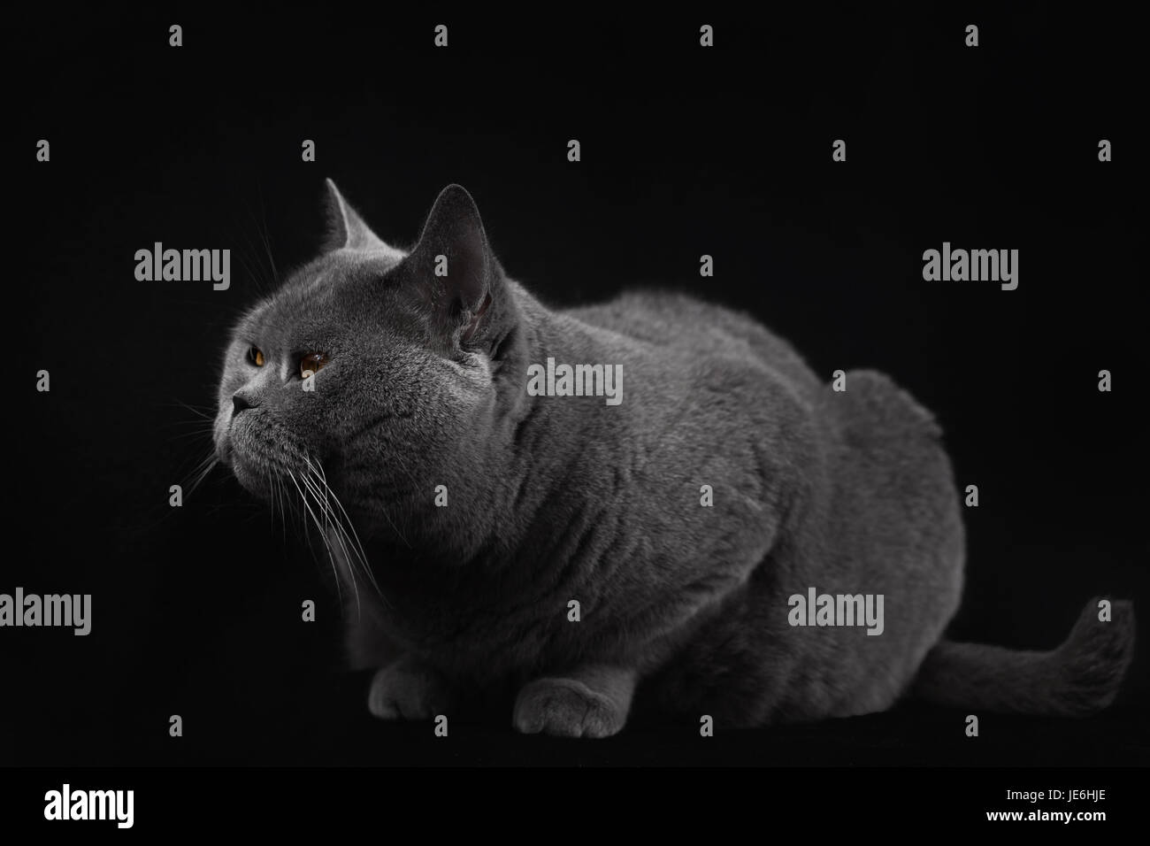 Graue britische Kurzhaarkatze liegen auf einem schwarzen Hintergrund closeup Stockfoto
