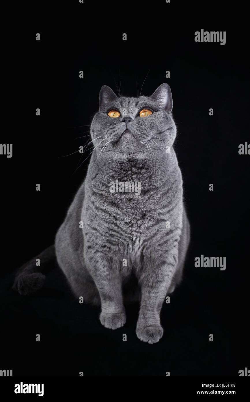 Grauen Kurzhaar Katze British sitzt auf einem schwarzen Hintergrund und nachschlagen Stockfoto