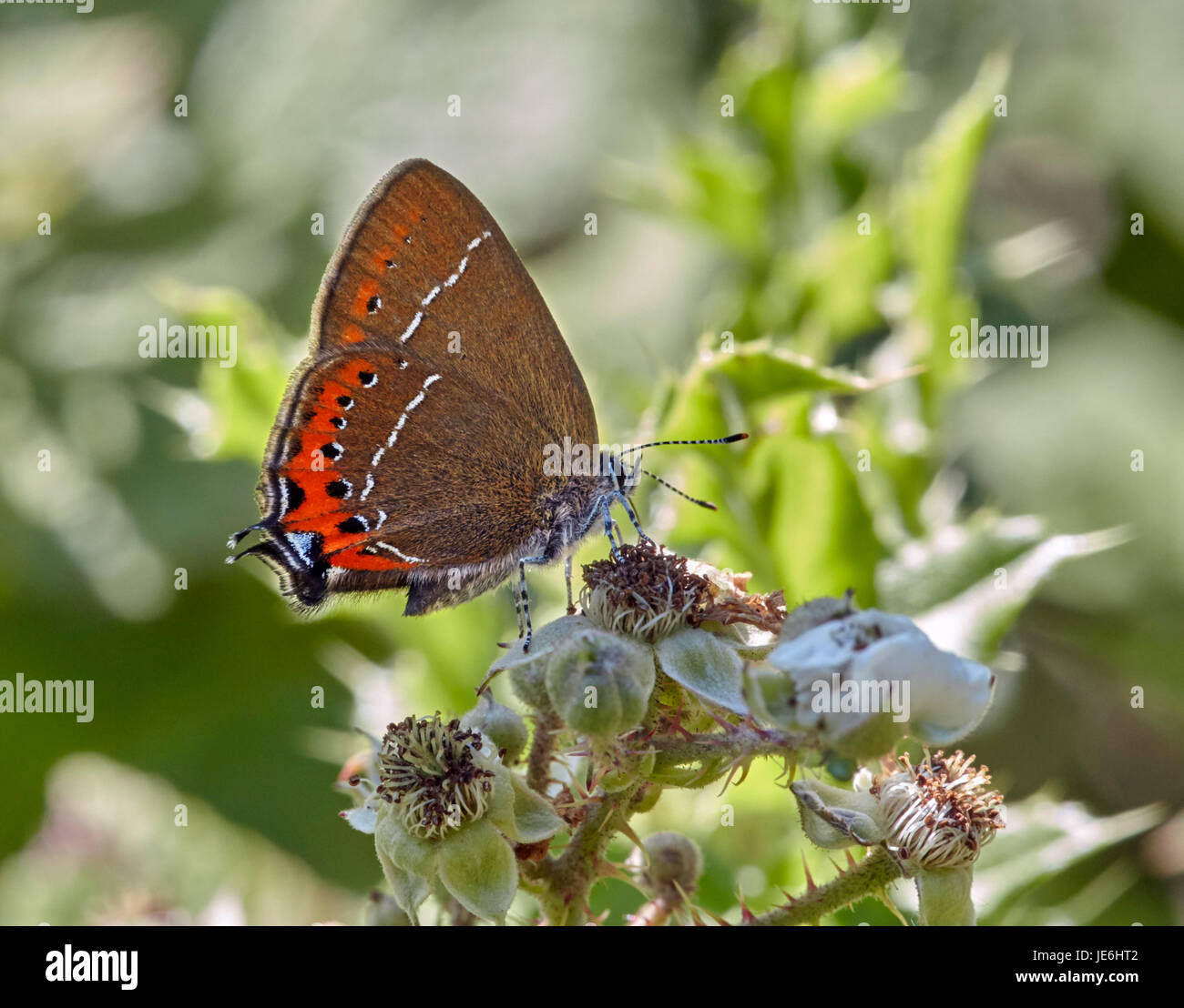 Schwarz-Zipfelfalter Nectaring an Brombeere Blüte. Glapthorn Kuh Weiden, Northamptonshire, England. Stockfoto