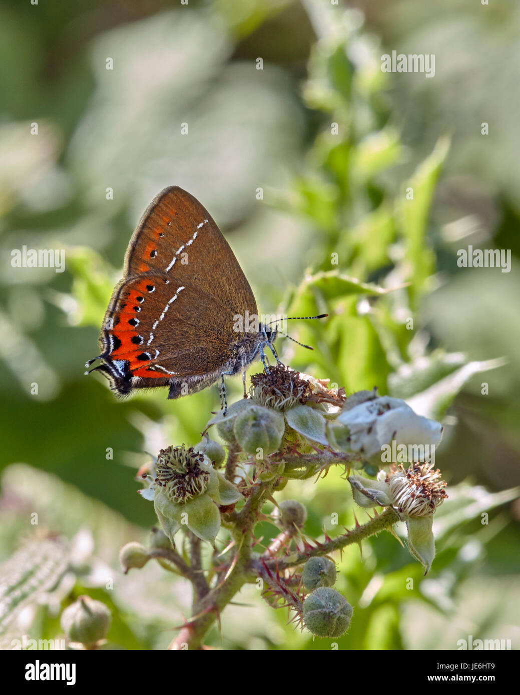 Schwarz-Zipfelfalter Nectaring an Brombeere Blüte. Glapthorn Kuh Weiden, Northamptonshire, England. Stockfoto