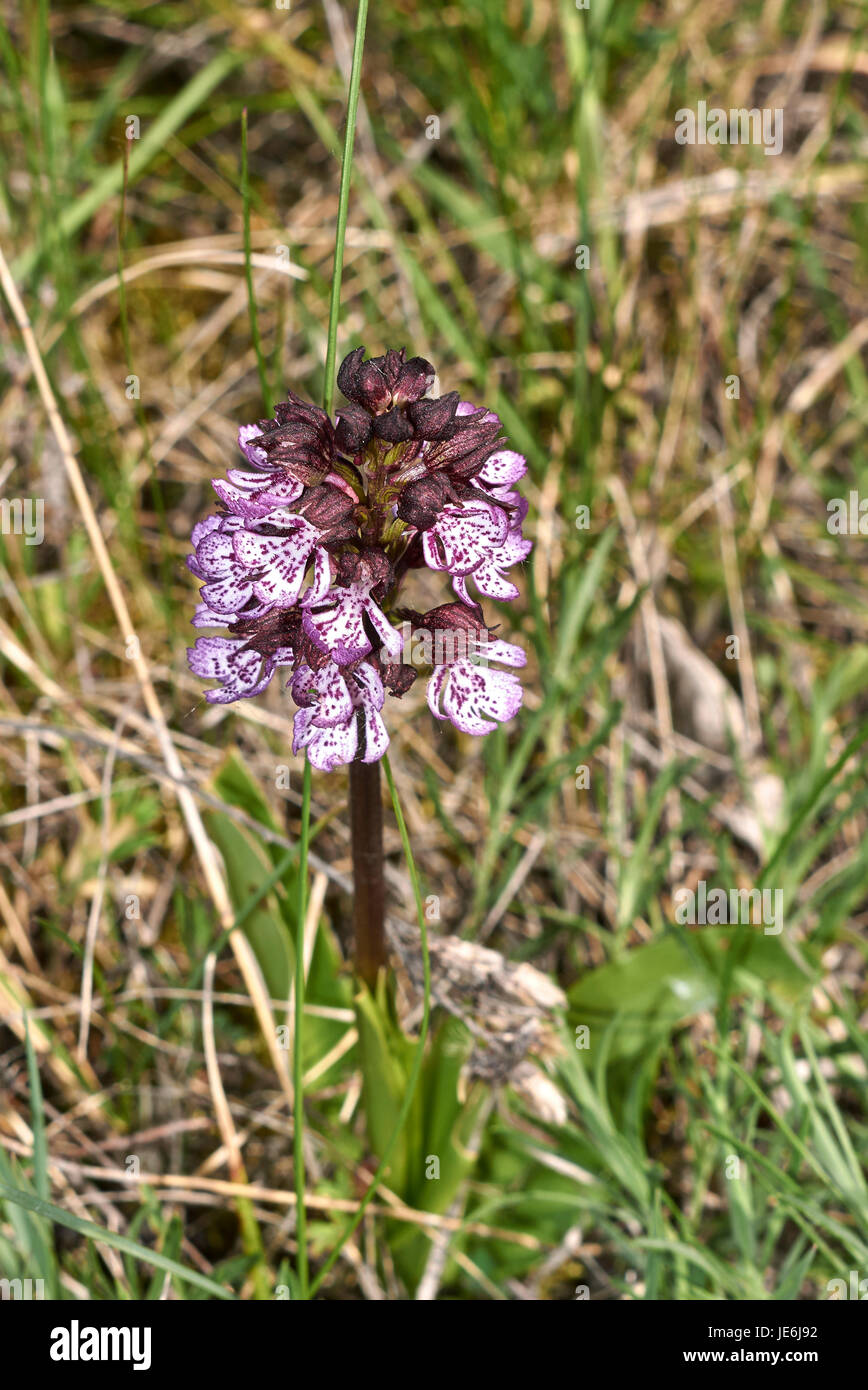 Orchis purpurea Stockfoto