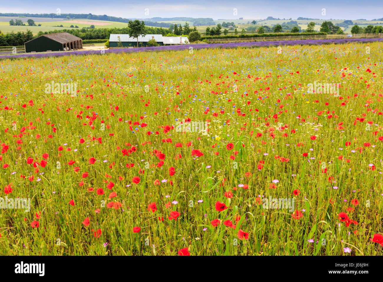 Eine Wildblumenwiese in den Cotswolds, England Stockfoto