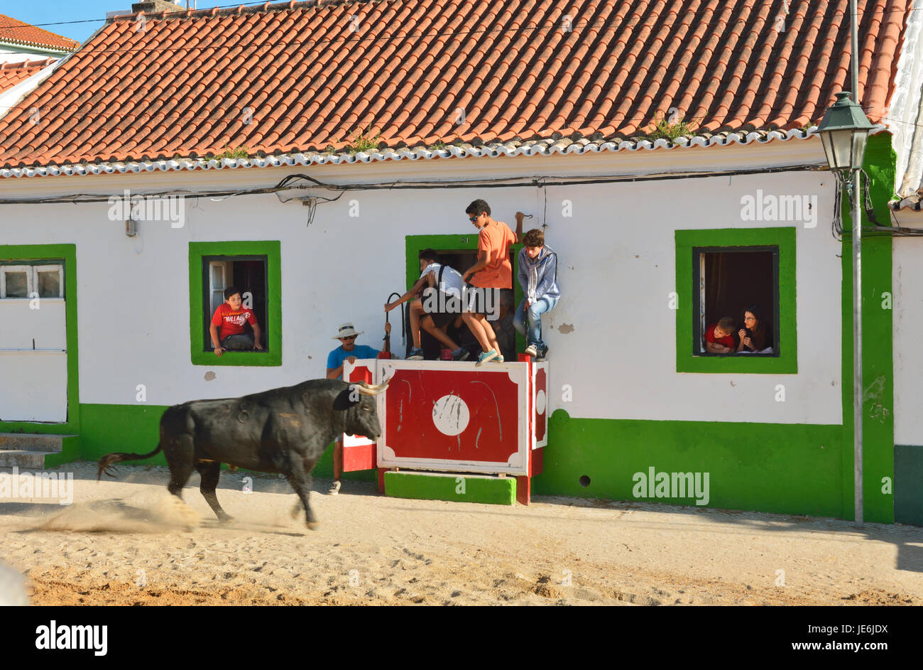 Traditionelle Ausführung von wilden Stieren während der Festlichkeiten Barrete Verde (grüne Kappe). Alcochete, Portugal Stockfoto