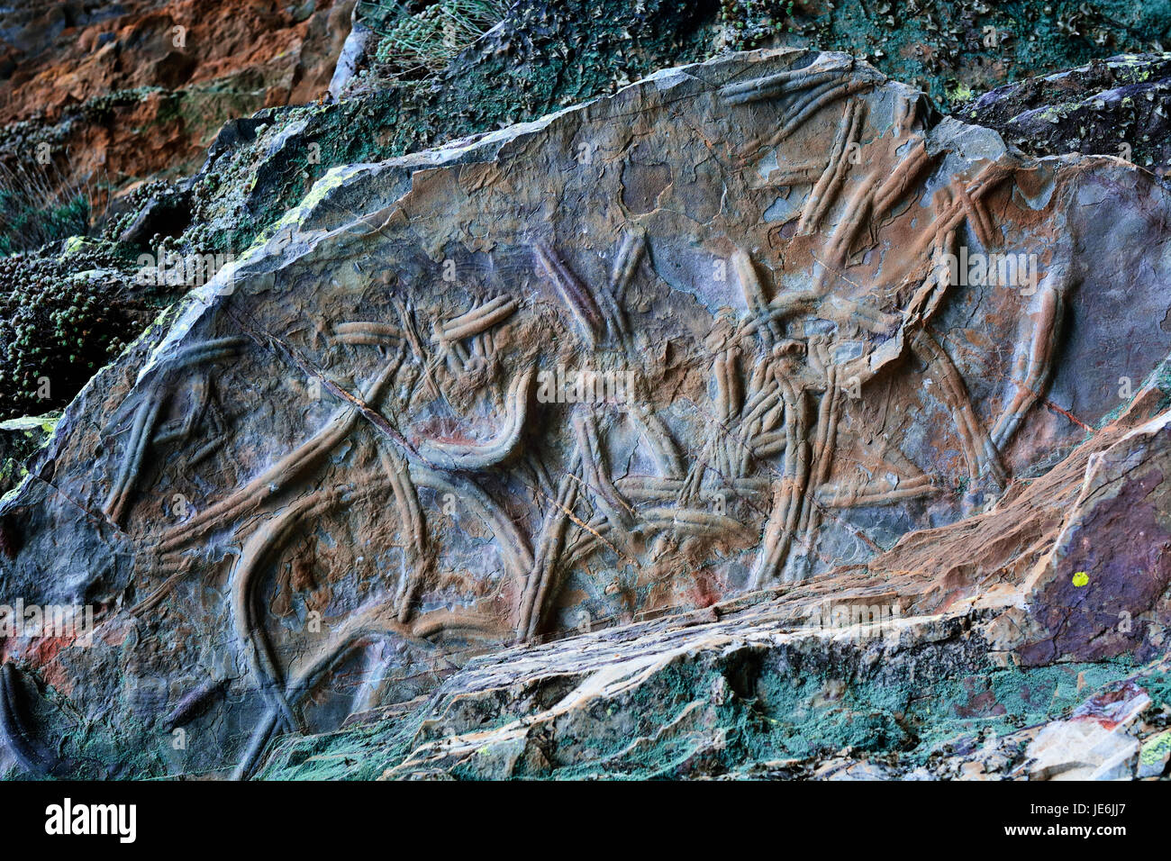 Spurenfossilien, auch genannt Ichnofossils, sind geologische Aufzeichnungen über biologische Aktivität. Geologischen Park Penha Garcia, Portugal Stockfoto