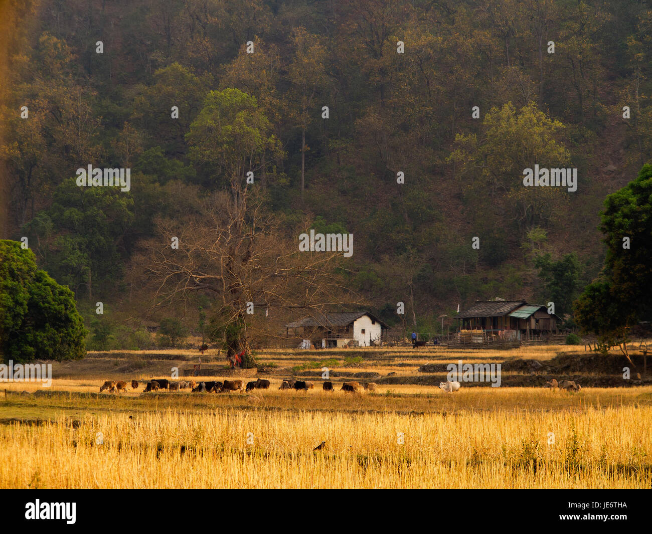 Chuka Dorf an den Ufern des Flusses Sarda mit dichten Dschungel, berühmt geworden durch Jim Corbett in dem Buch Maneaters Kumaon, Uttarakhand, Indien Stockfoto