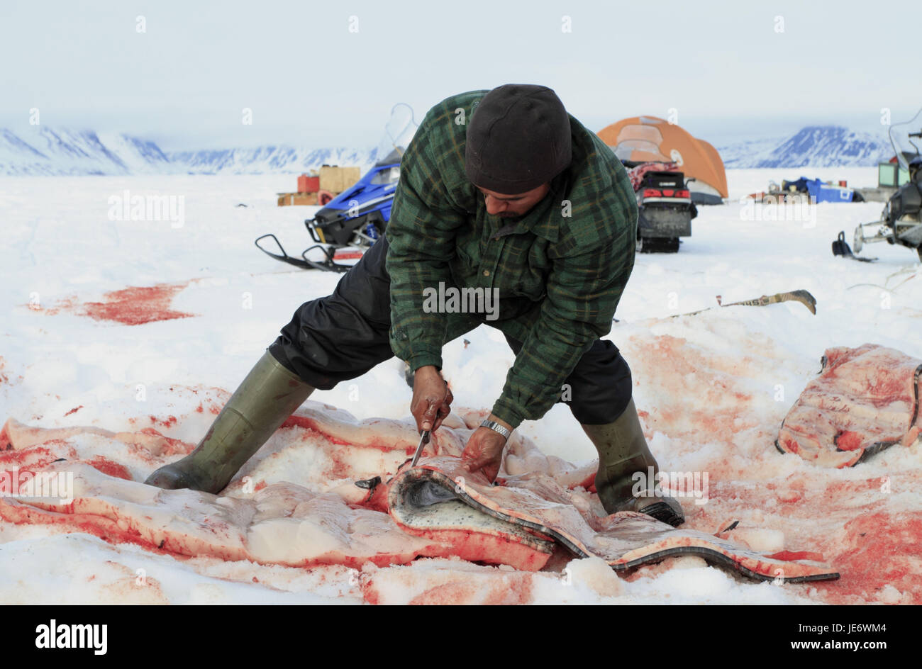 Nordamerika, Kanada, Nordkanada, Nunavut, Baffin Island, Eclipse klingen, Pond Inlet, Inuit, Whale Hunt, Narwal erschossen, Stockfoto