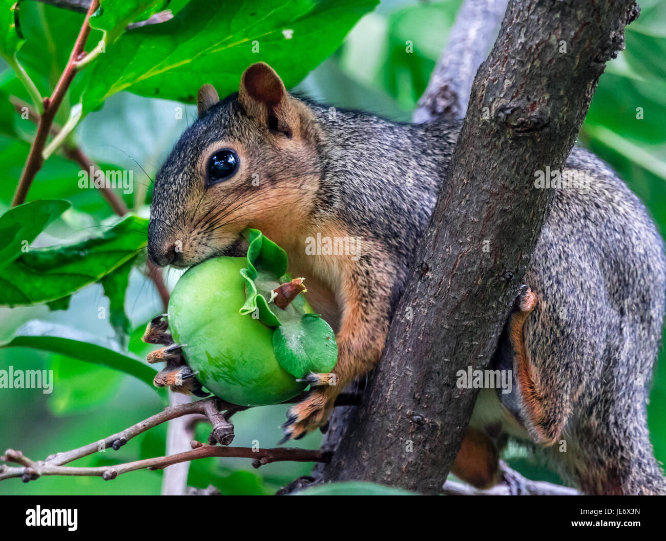 Eine niedliche Fuchs, Eichhörnchen Essen ein Persimmon Stockfoto