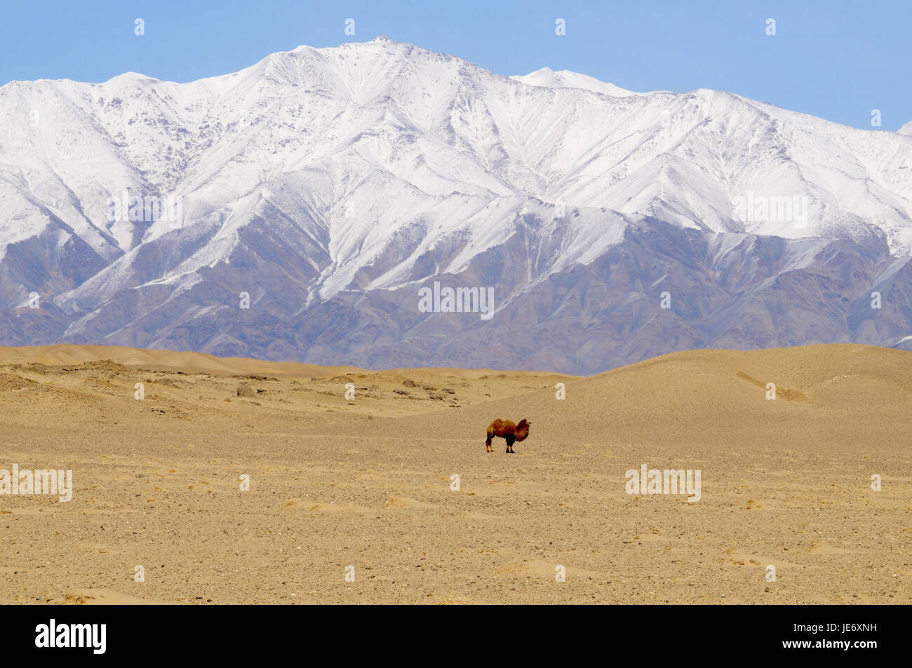 Mongolei, Khovd Provinz, Berge, Winterlandschaft, Steppe, Kamel, Stockfoto