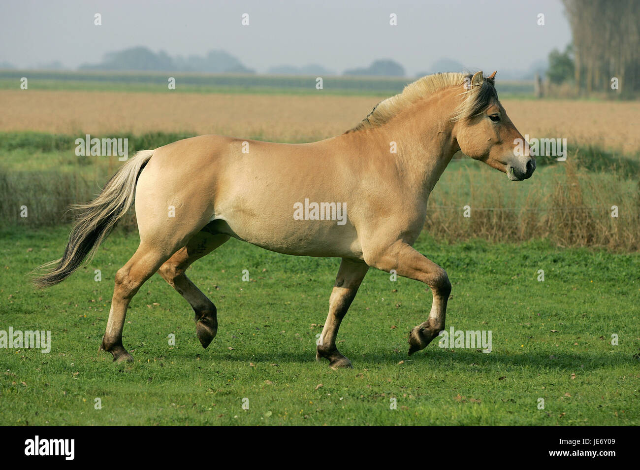 Norwegischer Fjord Pferd, Stute, Fohlen, Galopp, Weide, Stockfoto