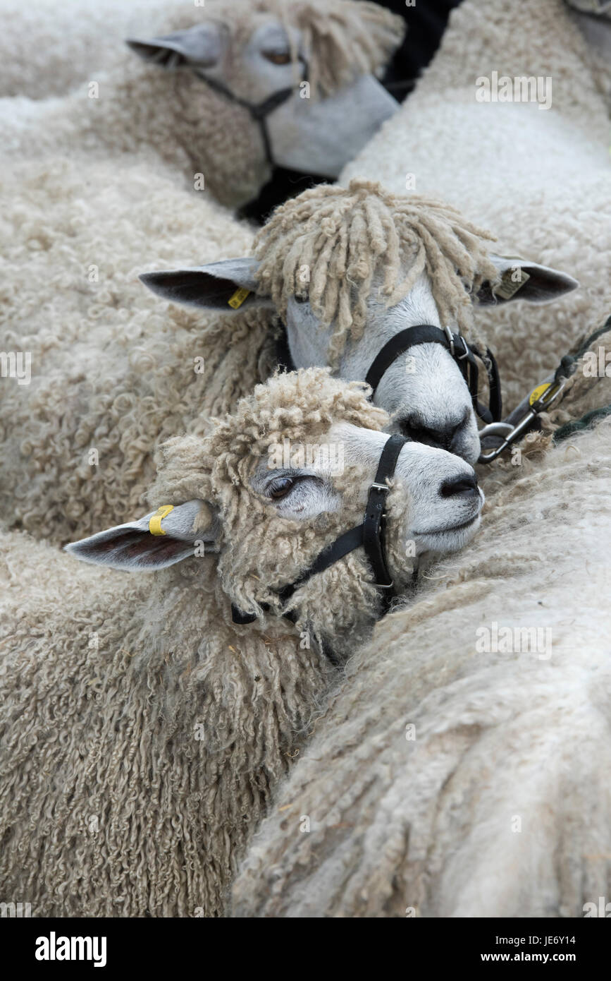 Ovis aries. Leicester longwool Schafe auf der Ausstellung in einer landwirtschaftlichen Show. VEREINIGTES KÖNIGREICH Stockfoto