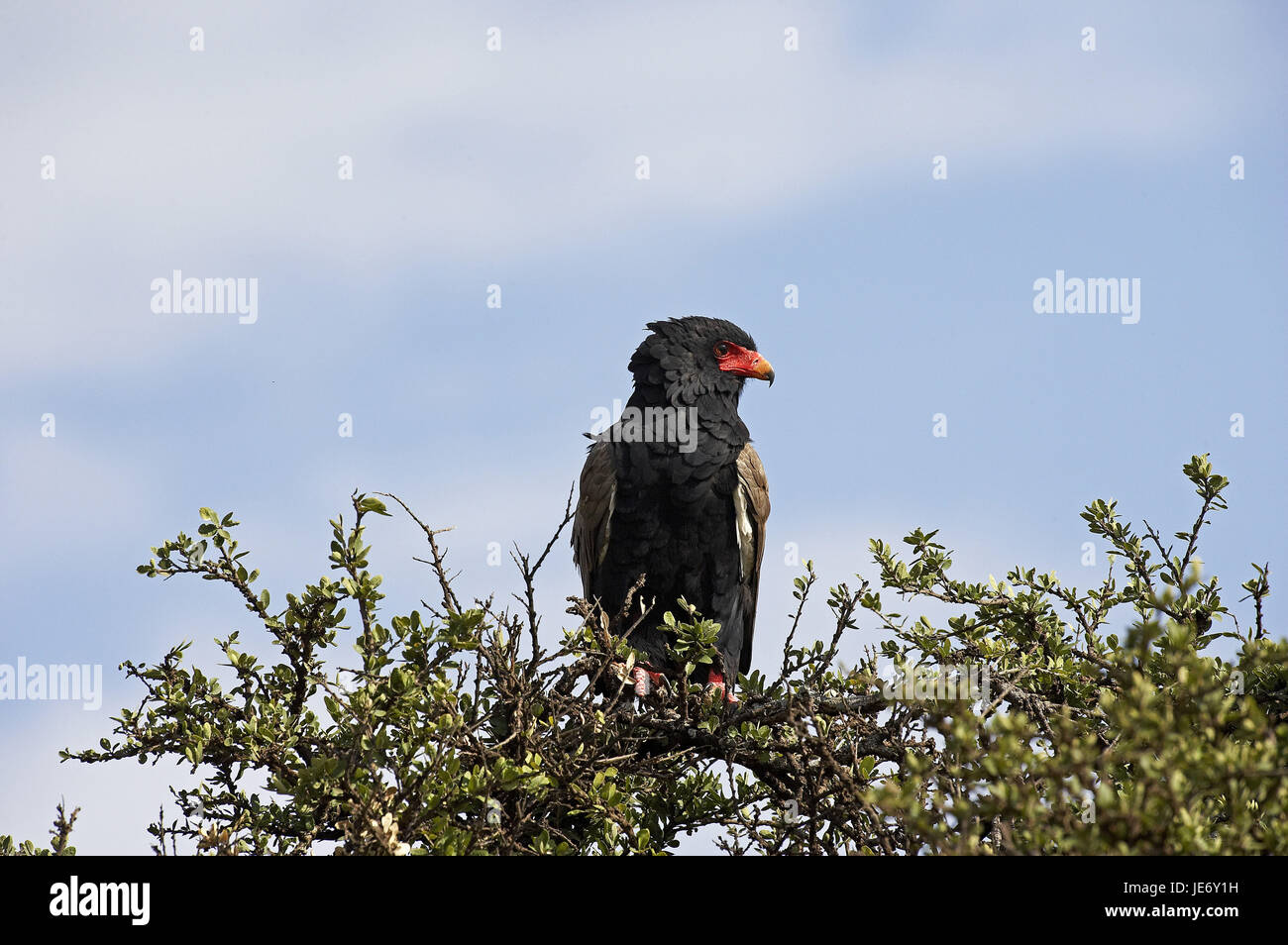 Bateleur Adler, Terathopius Ecaudatus, erwachsenes Tier gesenkt, Baumkrone, Masai Mara Park, Kenia, Stockfoto
