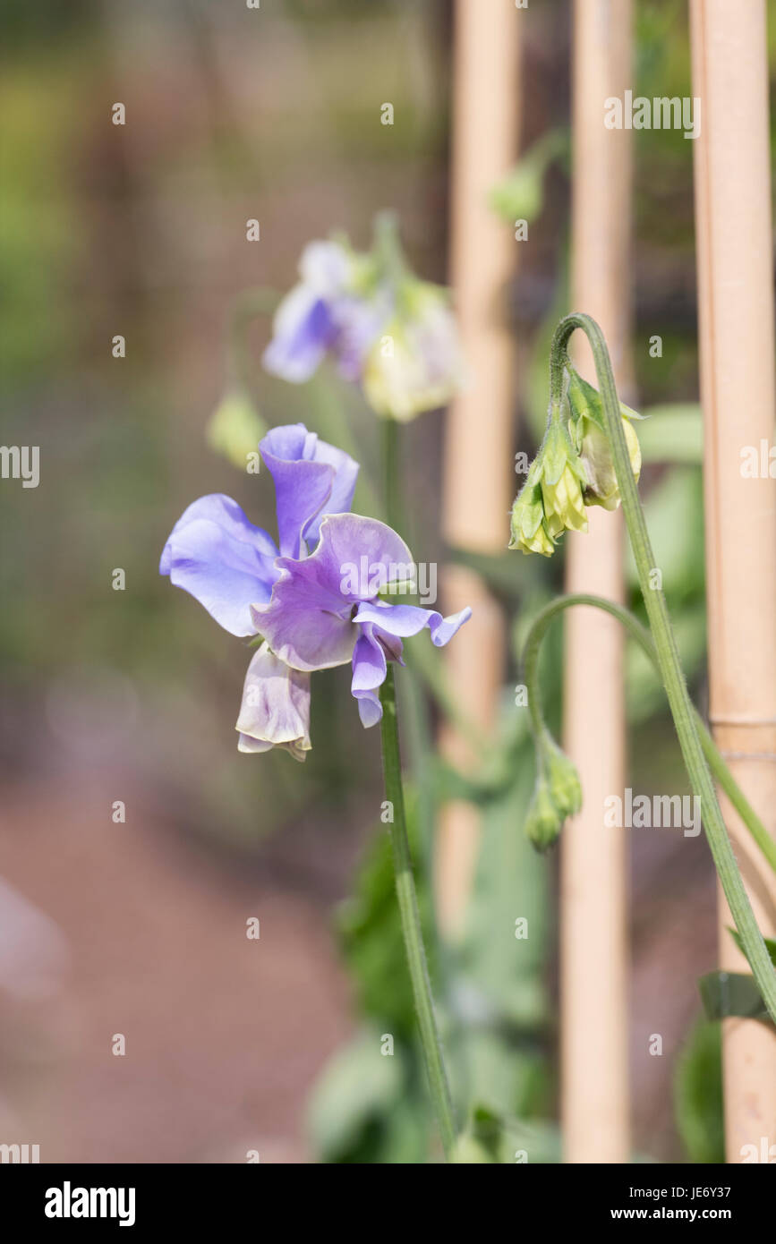 Platterbse man.  Sweet Pea "Unser Harry" Blumen mit Bambusstöcke in einem englischen Garten unterstützt. UK Stockfoto