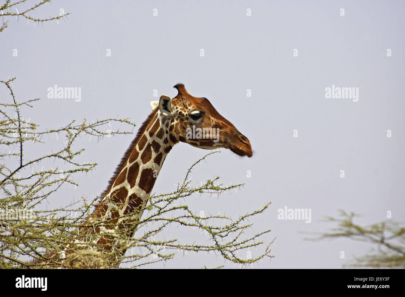 Netzwerk-Giraffe, Giraffe Giraffa Reticulata, erwachsenes Tier, Kopf, Akazie, Samburu Park, Kenia, Stockfoto