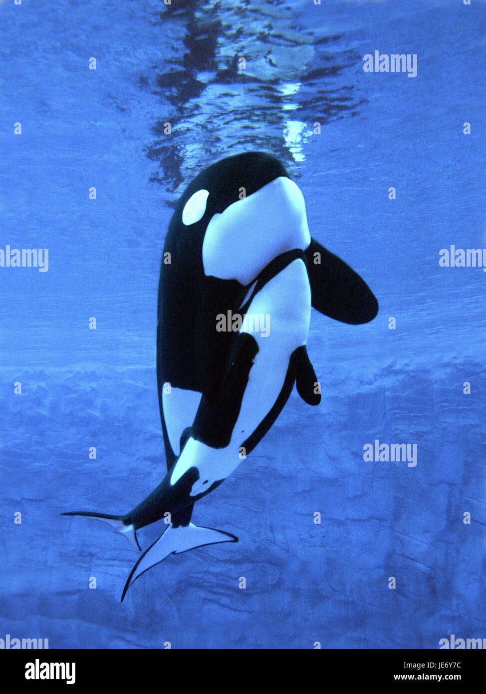 Großer Schwertwal Orcinus Orca, Weibchen, Kalb, Stockfoto