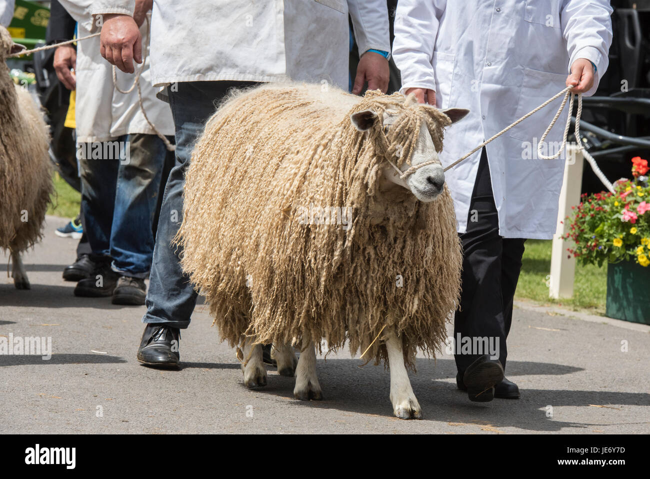 Ovis aries. Leicester longwool Schafe auf der Ausstellung in einer landwirtschaftlichen Show. VEREINIGTES KÖNIGREICH Stockfoto