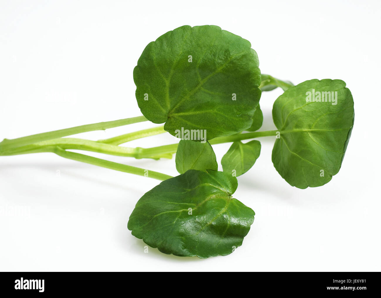 Salat von Brunnenkresse, Kapuzinerkresse Officinale, Blätter, weißer Hintergrund, Stockfoto