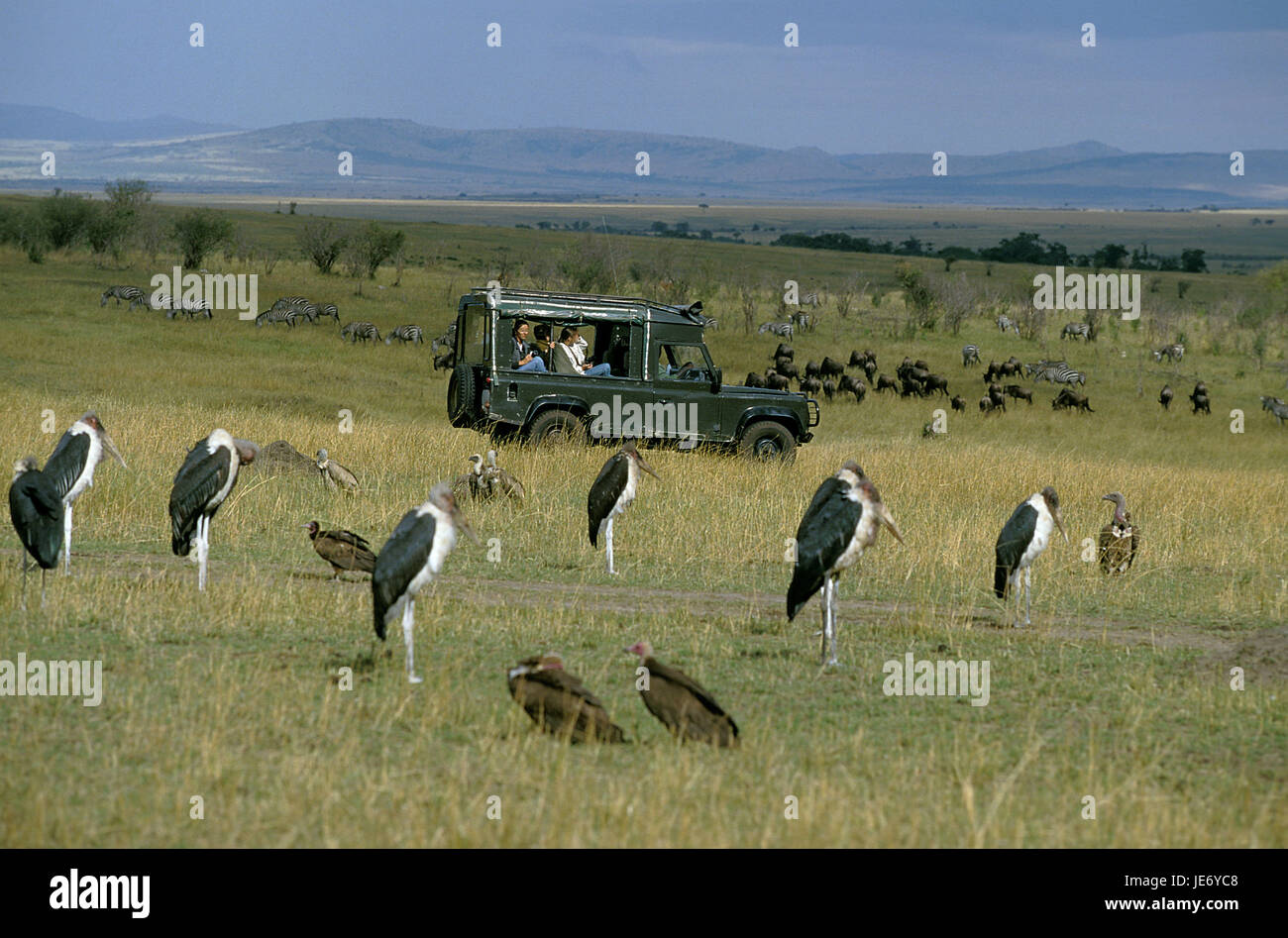 Touristen, Allrad-Fahrzeug, beobachten, Marabus, Masai Mara Park, Kenia, Stockfoto