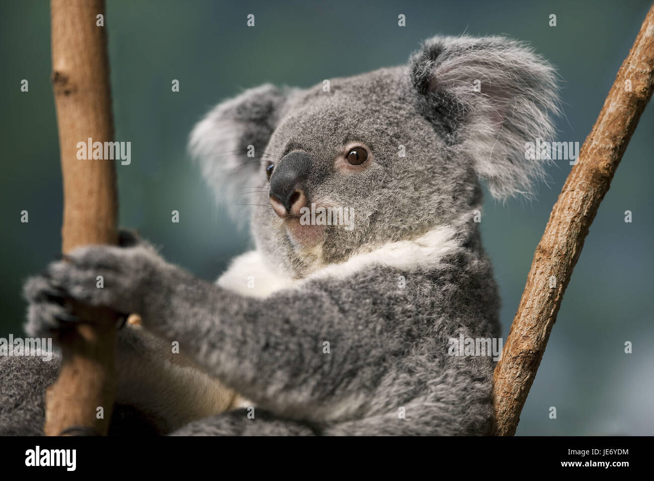 Koala, Phascolarctos Cinereus, auch aschgrau Koala, Weiblich, Porträt, Stockfoto