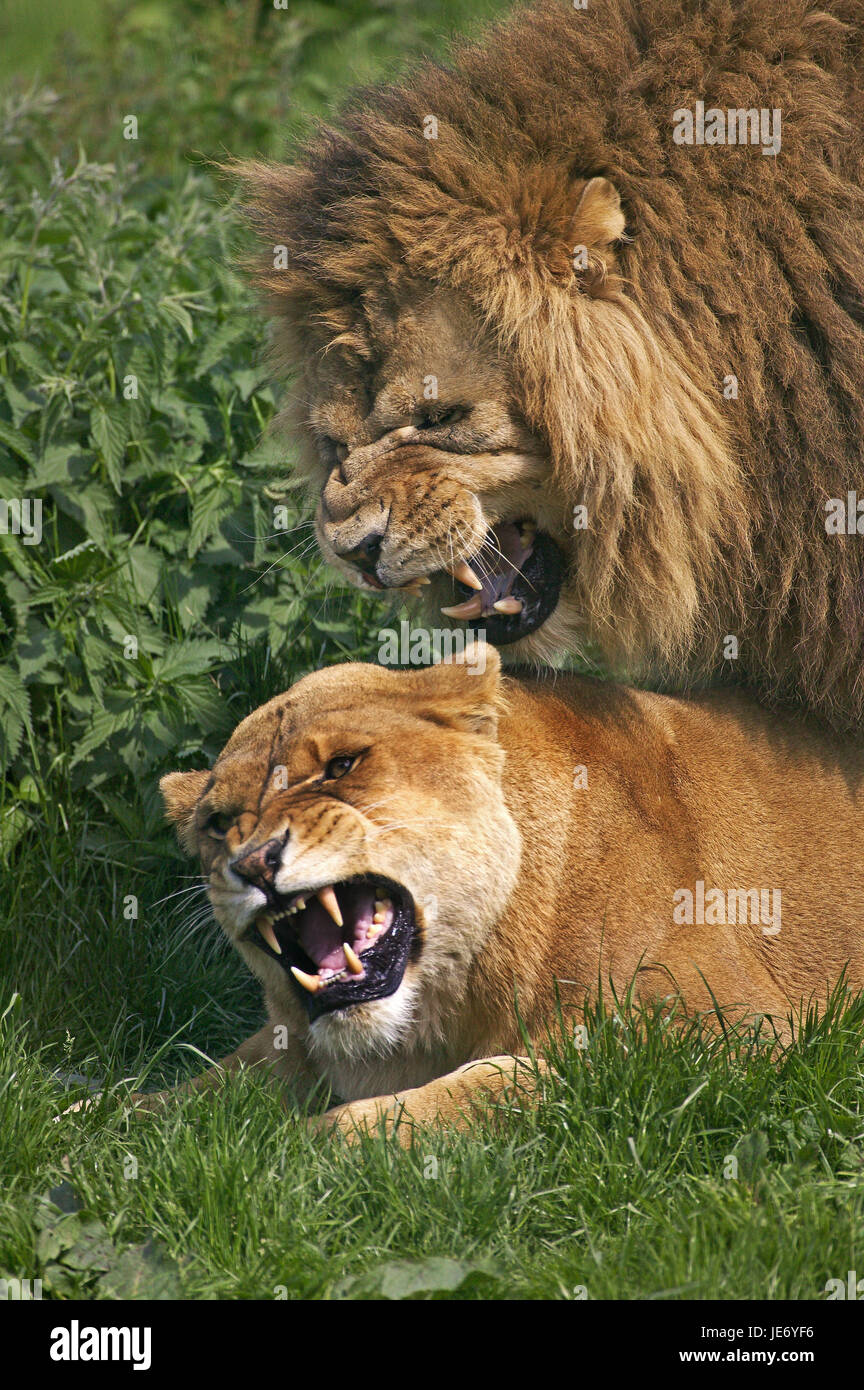 Afrikanischer Löwe, Panthera Leo, paar, Paarung, Stockfoto
