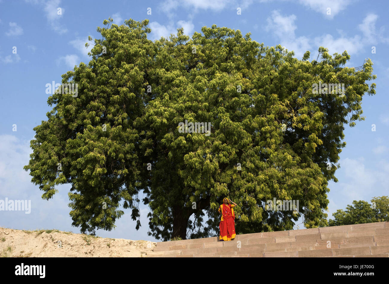 Indien, Gujarat, Frau in Tracht vor einem Baum steht, Stockfoto