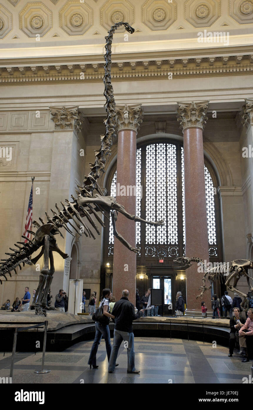 USA, Amerika, New York, Manhattan, American Museum of Natural History, Saurier-Skelett, Stockfoto