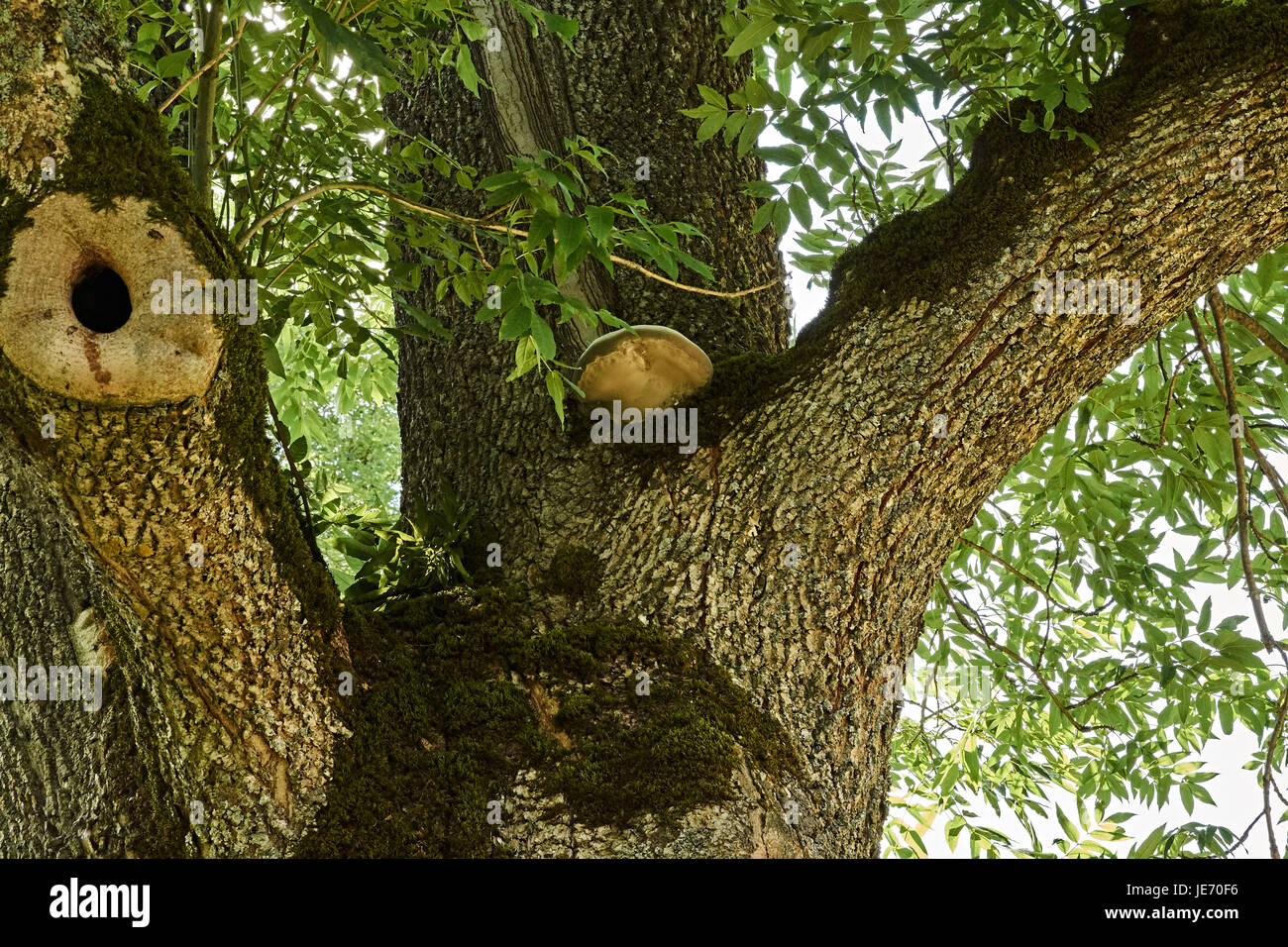 Auf der Stamm von einem Laubbaum wächst einen Baum Pilz zwischen Zweigen. In einer der Filialen ist eine kleine Mulde. Russland, der Region Pskow. Sonne Stockfoto