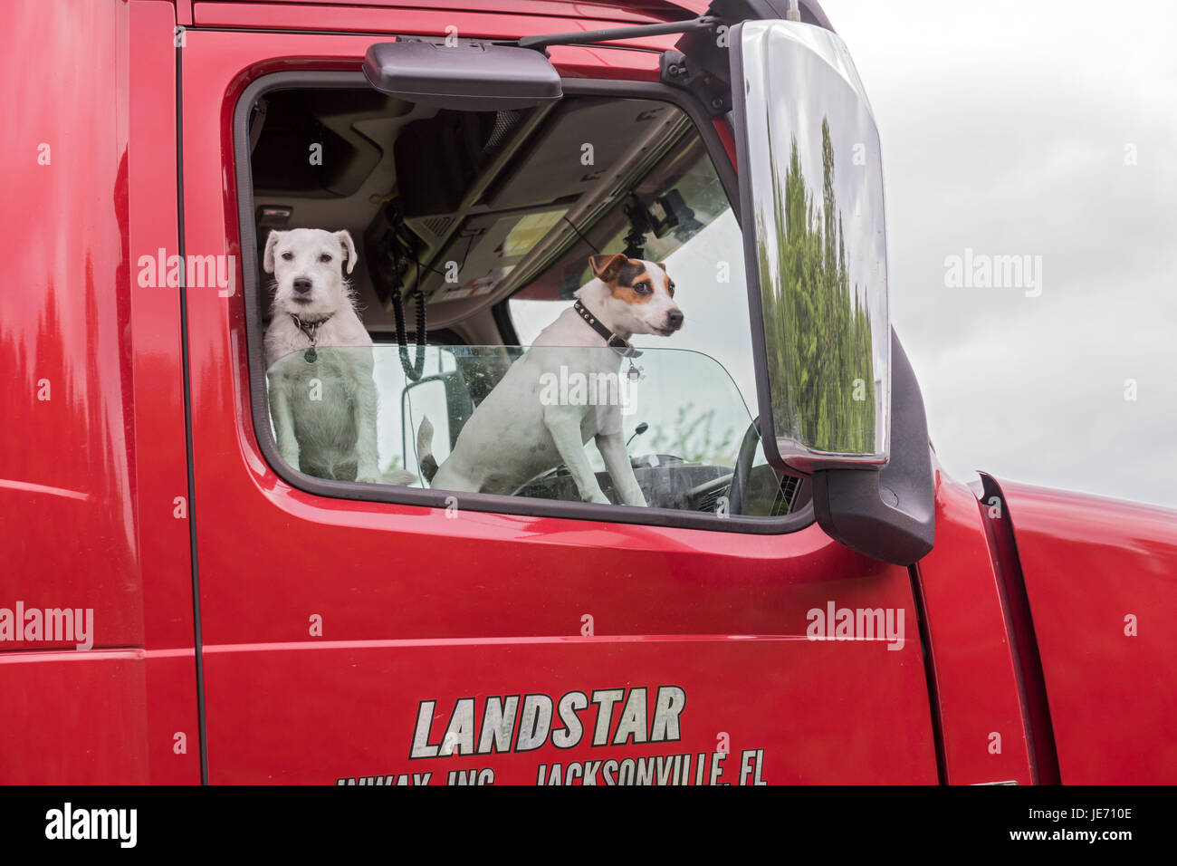 Mercer, Pennsylvania - zwei Hunde Reiten in einem Fernverkehrs-Lkw auf der Interstate 80 im westlichen Pennsylvania. Stockfoto