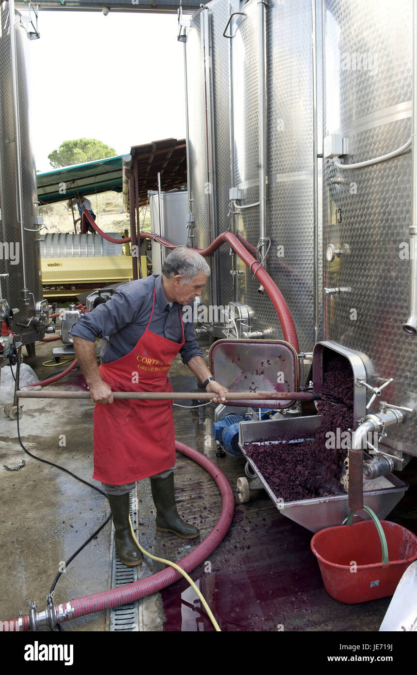 Italien, Toskana, Region Chianti, Greve in Chianti, Winzer in der Weinproduktion, Stockfoto