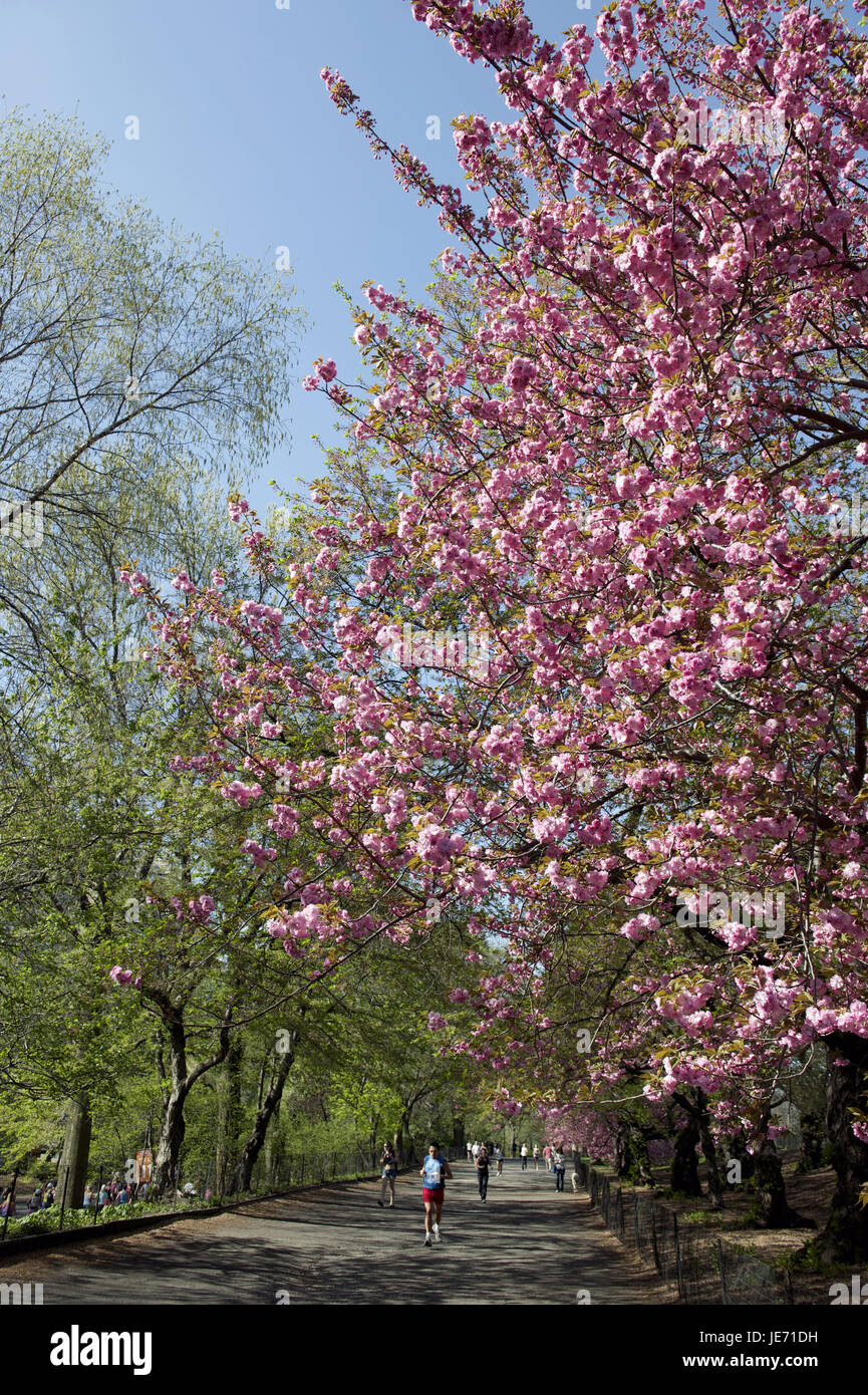 Den USA, Amerika, New York, Manhattan, Central Park, Jogger auf dem Weg, blühenden Bäumen, Stockfoto