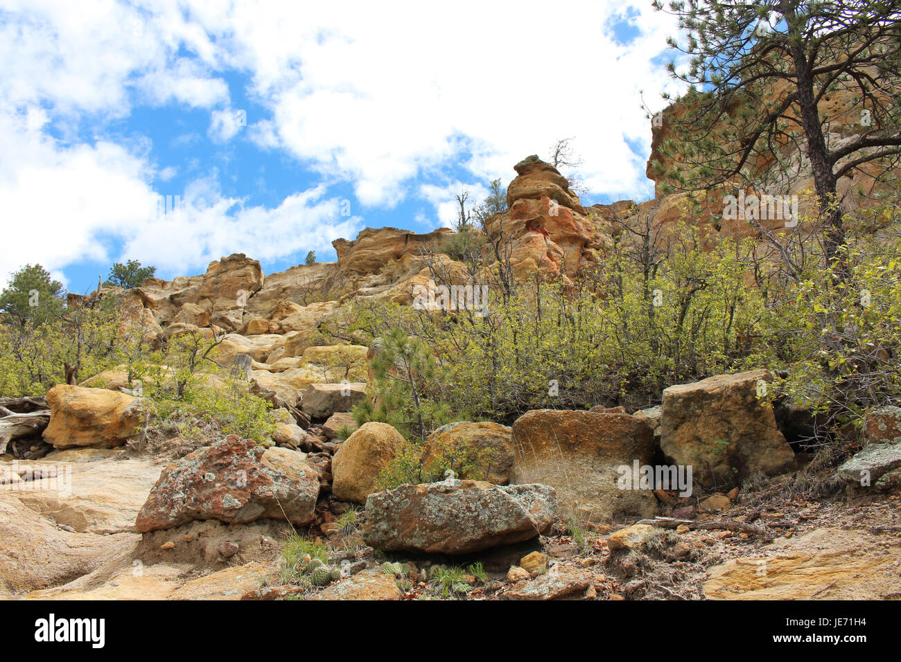 Felsformationen und Vegetation auf einem Wanderweg am Palmer Park, Colorado Springs, Colorado, USA Stockfoto