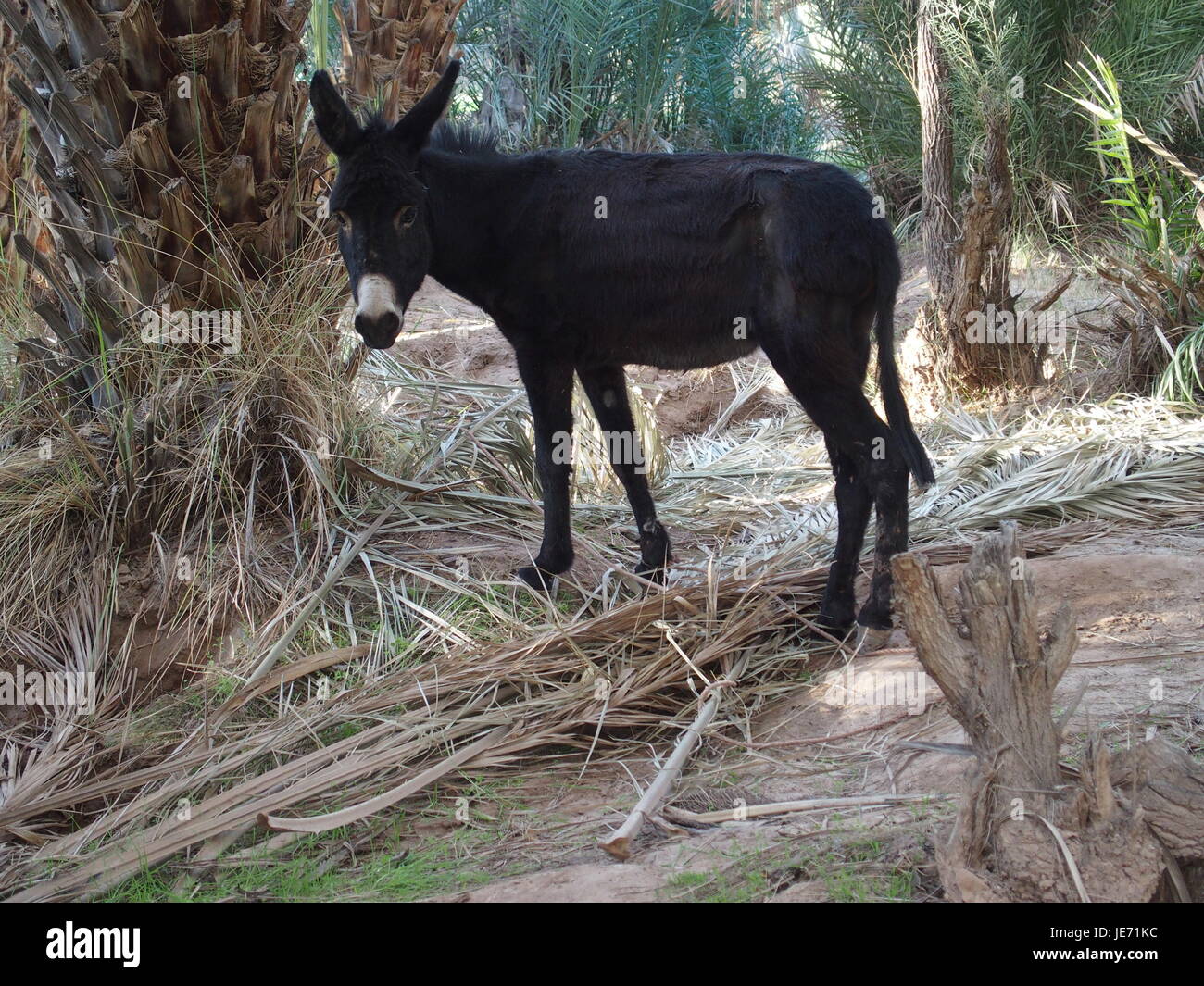 Cute allein schwarz Donkey wartet zwischen Palmen in arabischen Oase in Marokko am 2017 warmen sonnigen Wintertag, Afrika im Februar. Stockfoto
