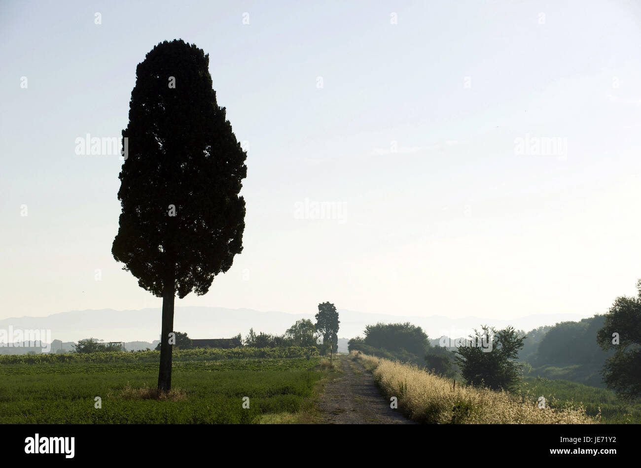 Italien, Toskana, Provinz Pisa, einziger Baum schließen Vicopisano, Stockfoto