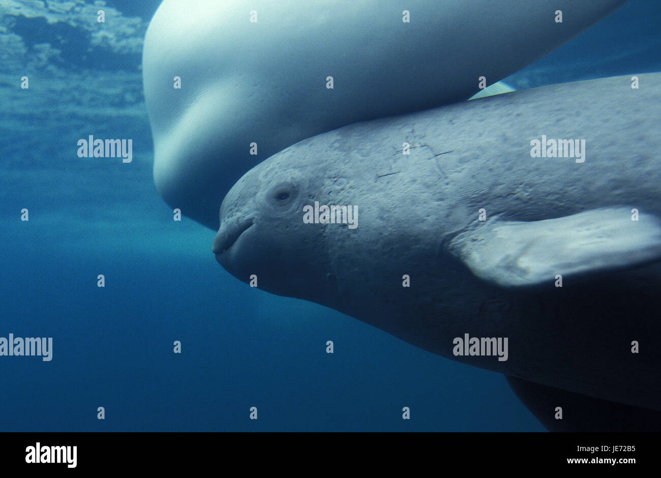 Weißer Wal oder Beluga, Delphinapterus Leucas, Weibchen, Kalb, Stockfoto