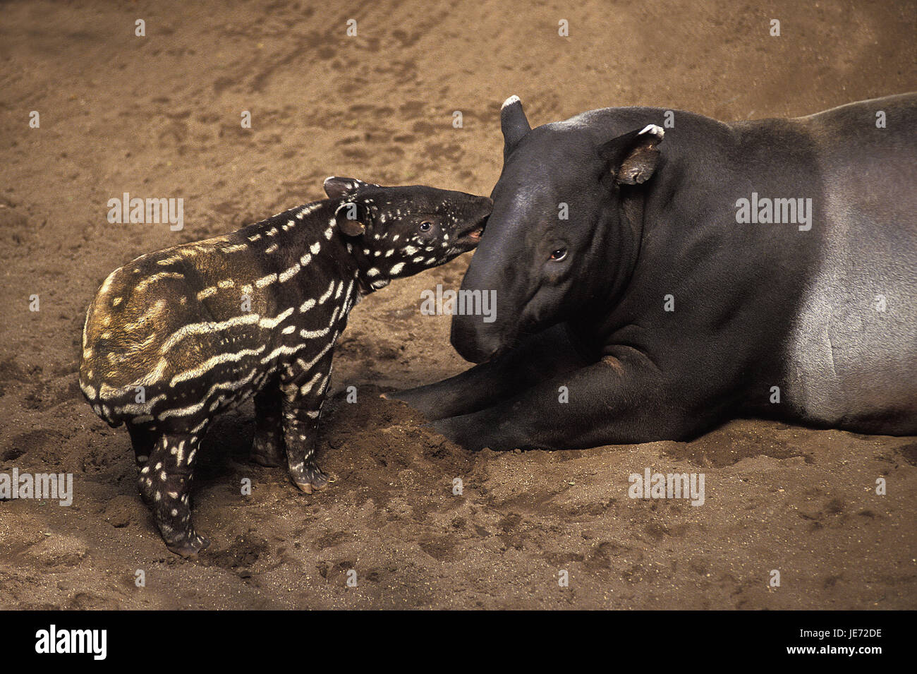 Schabrackentapir oder malaysischer Tapir Tapirus Indicus, Weibchen, Jungtiere, Stockfoto