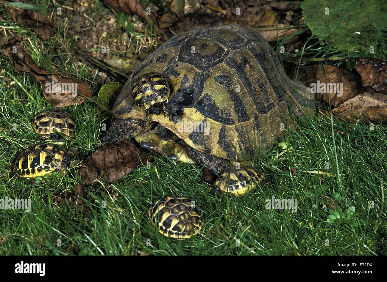 Griechische Landschildkröte, Testudo Hermanni, Frauen, junge, Stockfoto