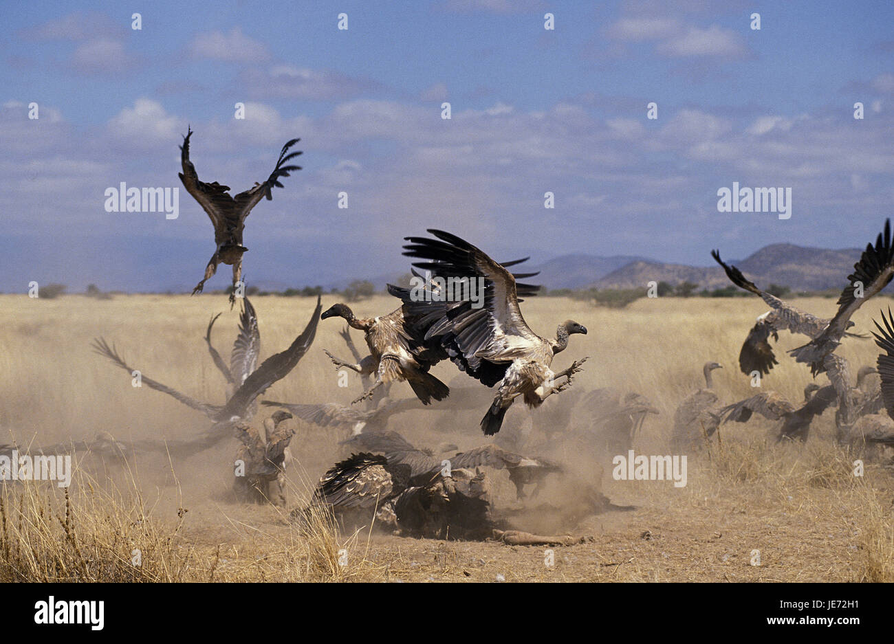 Weiße Rückseite Geier, abgeschottet Africanus, Gruppe, Kampf, tierische Leiche, Masai Mara Park, Kenia, Stockfoto