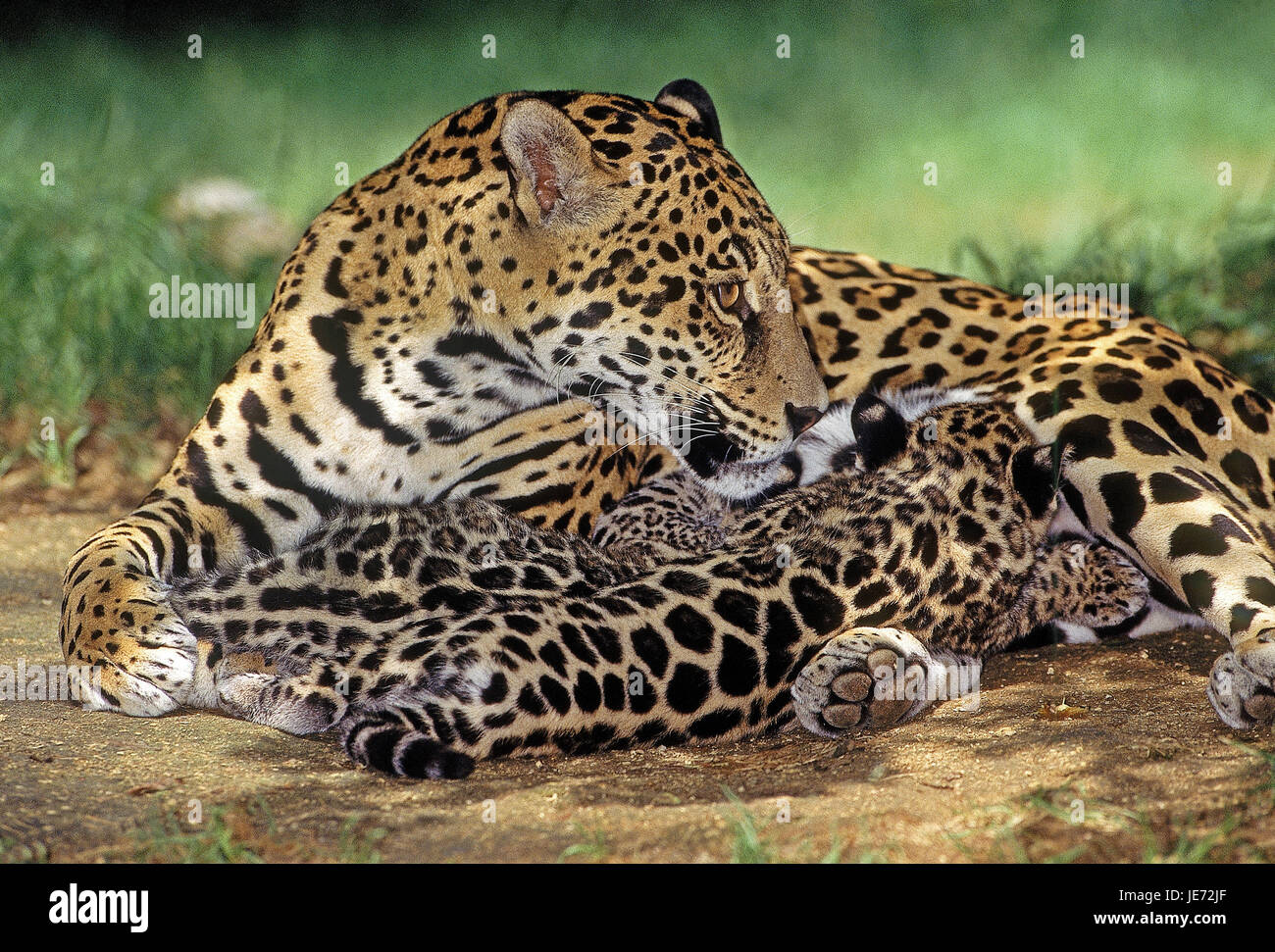 Jaguar, Panthera Onca, Weibchen, Jungtier, Krankenschwester, Stockfoto