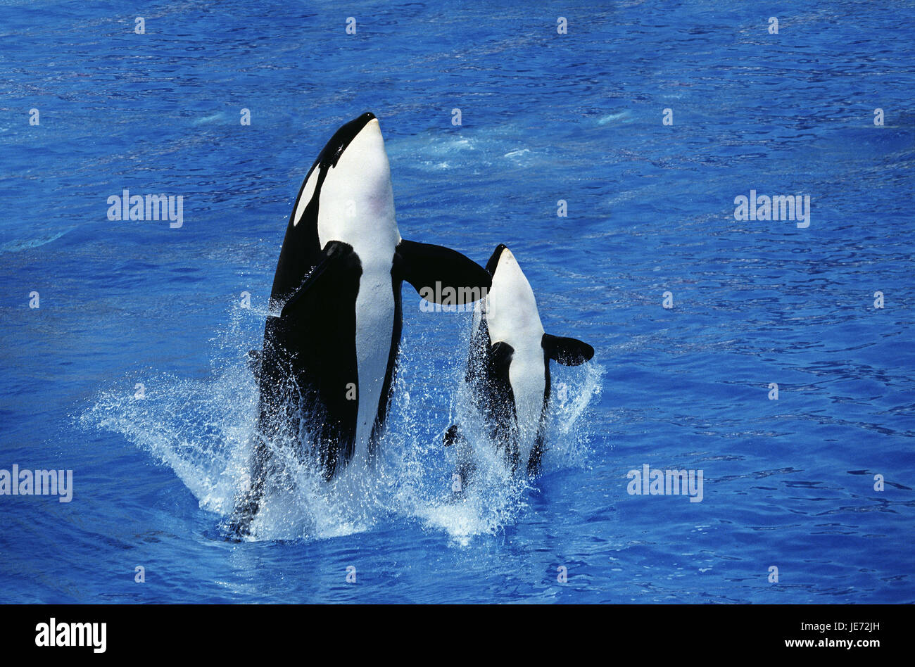 Großer Schwertwal Orcinus Orca, Weibchen, Kalb, Wasseroberfläche, erscheinen, zu springen, Stockfoto