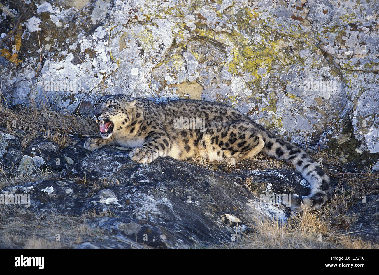 Snow Leopard, Uncia Uncia, auch Irbis, erwachsenes Tier, Lüge, zischen Gestein, Stockfoto