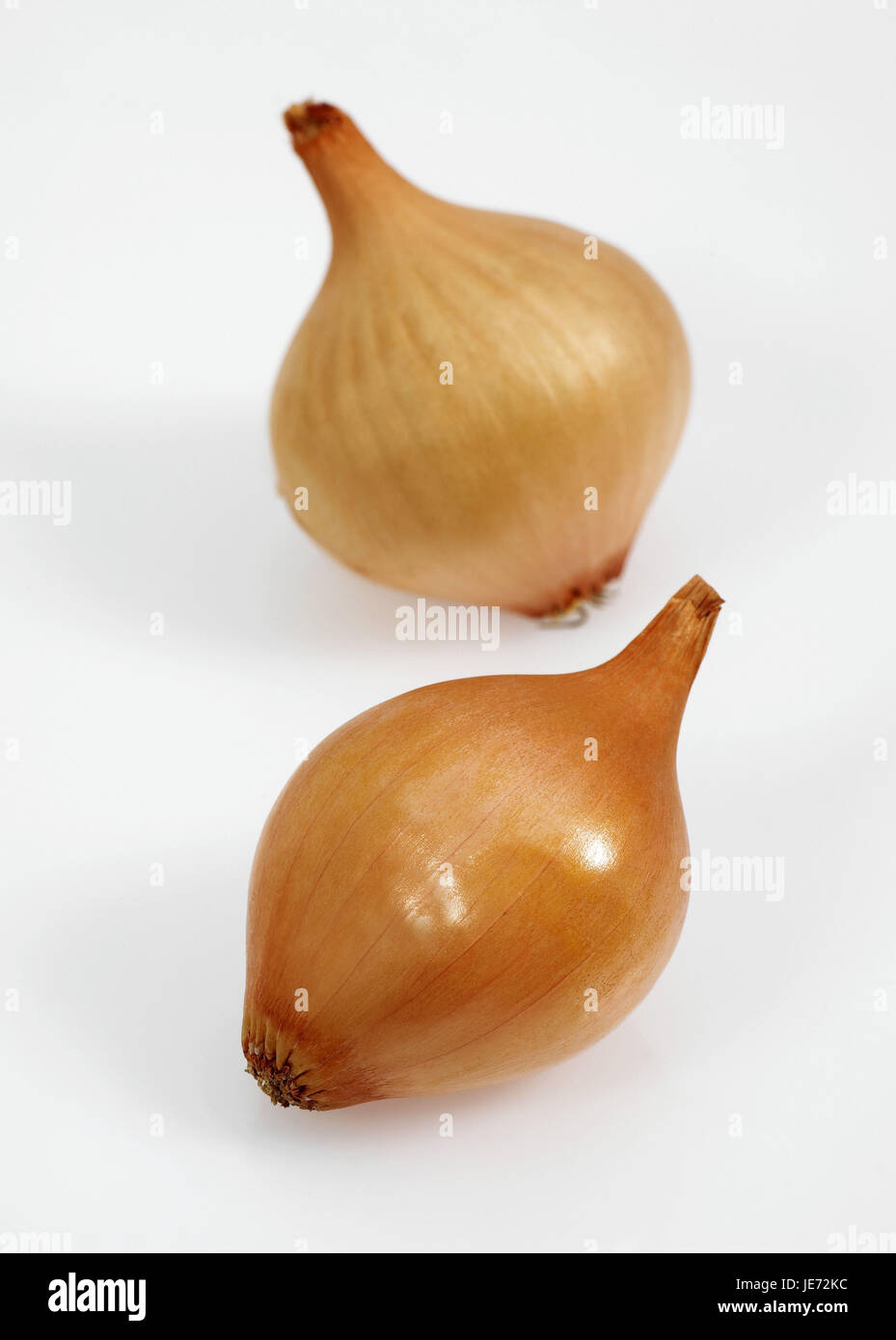Zwiebel, Allium Cepa, weißer Hintergrund, Stockfoto