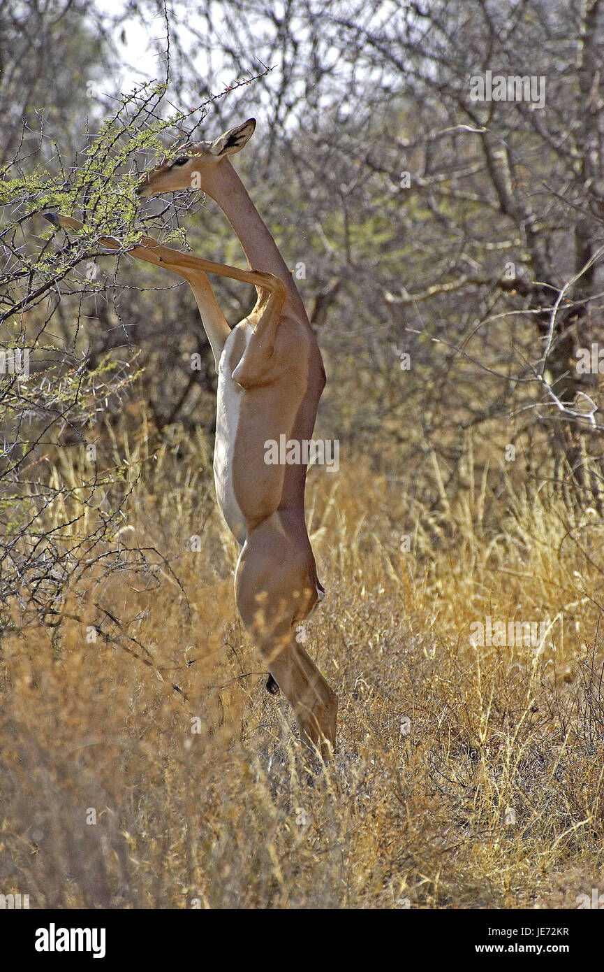 Giraffe Gazelle, Litocranius Walleri, Weibchen, Blätter, Ständer, Hinterbeine, Samburu Park, Kenia, Stockfoto