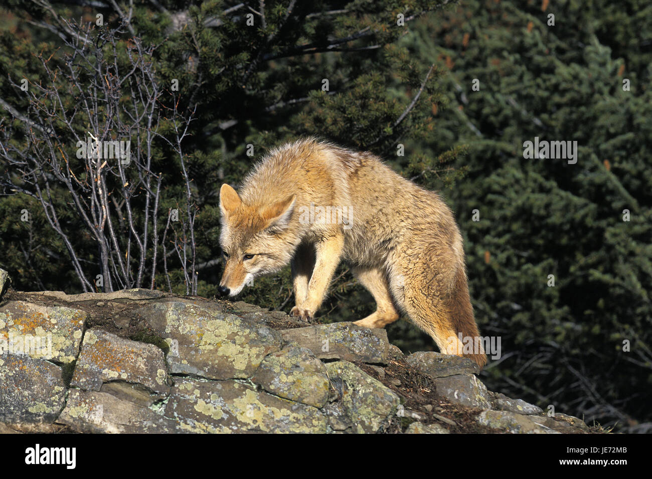 Coyote, Canis Latrans, nordamerikanischer Präriewolf, erwachsenes Tier, Rock, Montana, Stockfoto