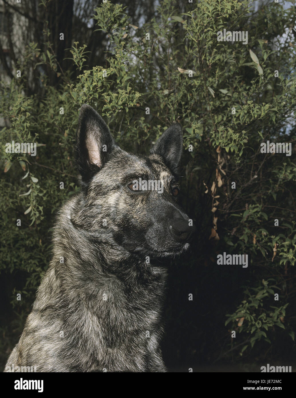 Holländische Schäferhund, erwachsenes Tier, Portrait, Stockfoto