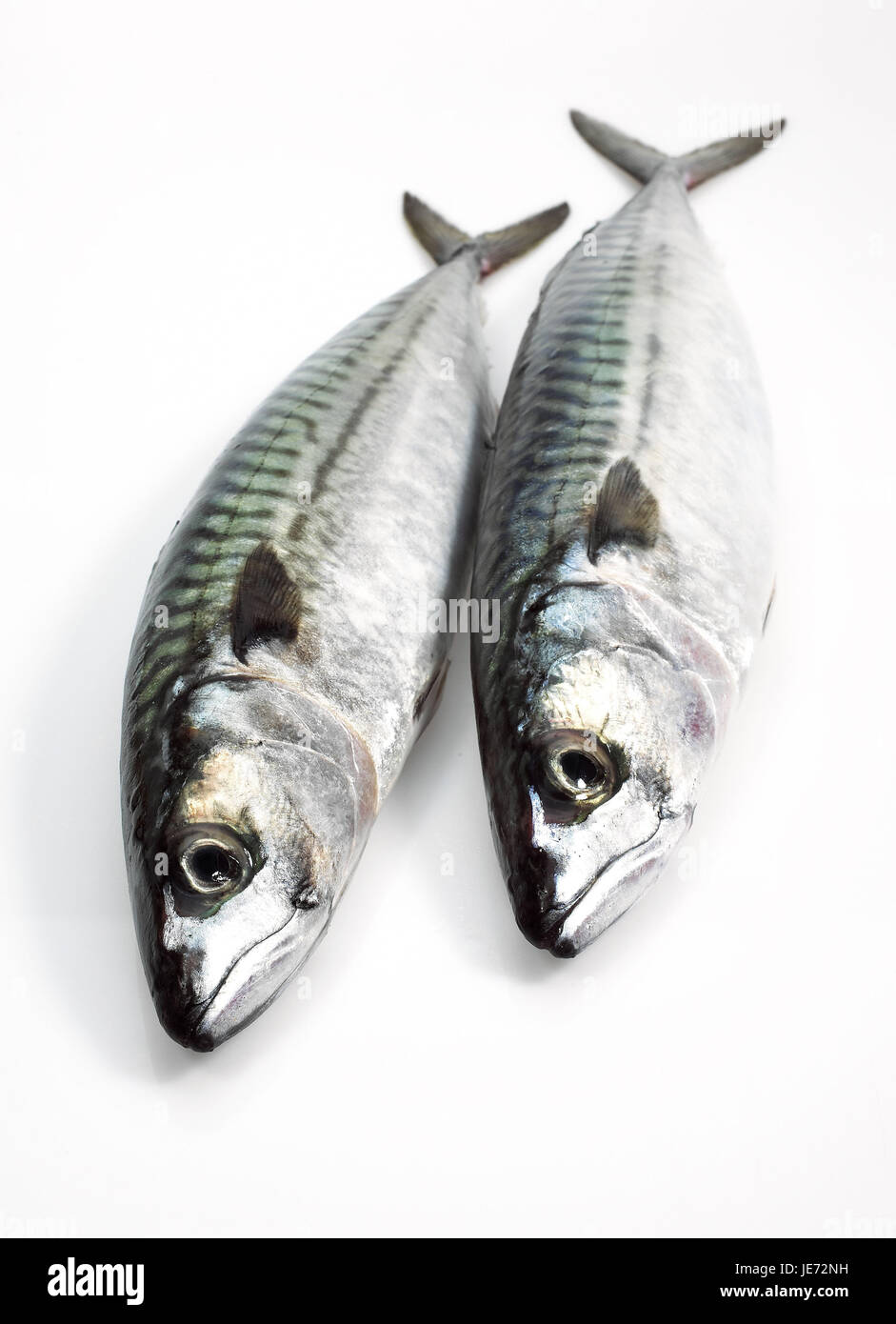 Makrelen, Scomber Scombrus, frischen Fisch, weißer Hintergrund, Stockfoto
