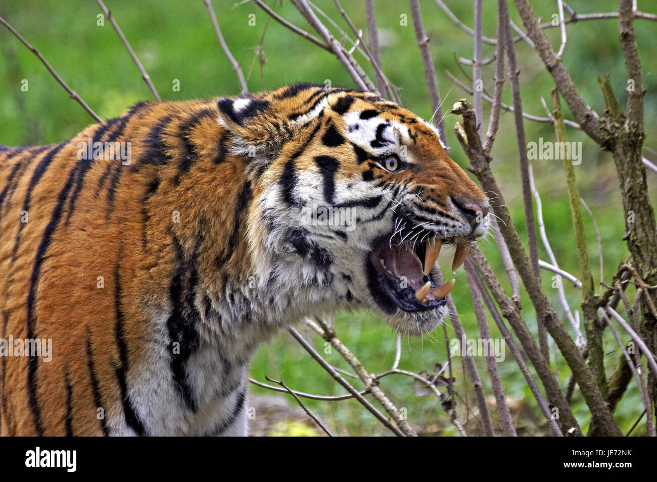 Sibirische Tiger, Panthera Tigris Altaica, auch Amur-Tiger, erwachsenes Tier, Knurren, Stockfoto